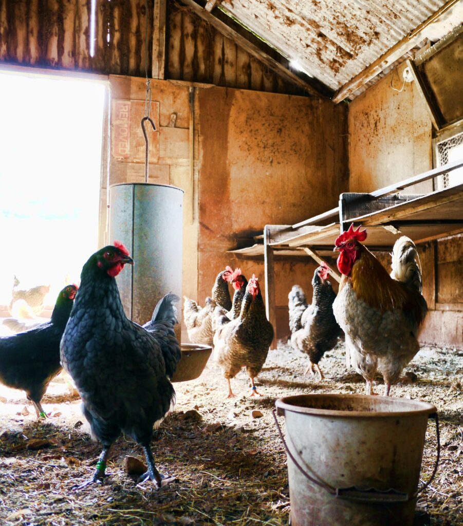 Poultry farm worker